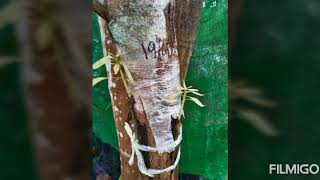 Cantuman mangga dewasa