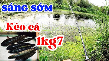Sáng sớm đụng hàng khủng | #câu cá lóc rừng U Minh Thượng | #@huukhuynhkiengiang ( tập 72)