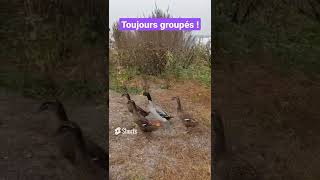 Vous Aimez Les Limaces? Les Canards, Eux, Ils Adorent Pratique, À La Ferme