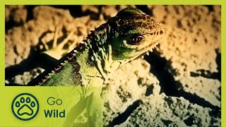 Lizards - Wild About 10/13 - Go Wild