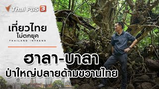 ฮาลา-บาลา ป่าใหญ่ปลายด้ามขวานไทย อำเภอสุคิริน จังหวัดนราธิวาส : เที่ยวไทยไม่ตกยุค (13 เม.ย. 64)