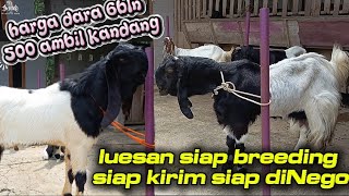 KAMBING ETAWA, jemoko ,induk & dara spek Lues siap kirim