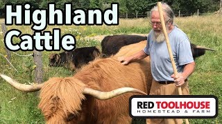 Raising Highland Cattle in Maine
