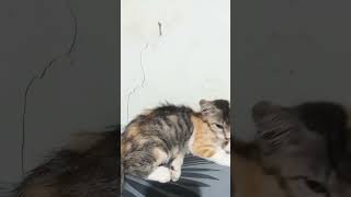 #cat  si telon  berdua lg ngantuk  hbs  begadang  semalam