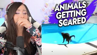 Bunny REACTS to Animals Getting Scared Over Nothing 😂