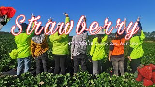 งานฟาร์มในออสเตรเลีย EP.5 | Strawberry Picking ที่คาบูเจ้อกับคนไทย เคยได้ถึงวีคละ 60000 บาท {MP:12}