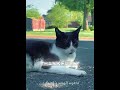 Stray Cat Gets a New Life #shorts