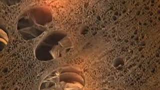 Zoom into the Cellulose of Wood
