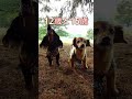 大好きだから #カニンヘンダックス #老犬 #癒しのダックス