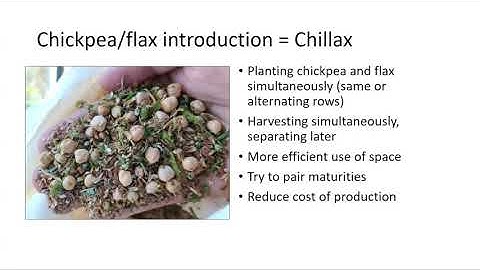 Introduction to Intercropping Workshop: Intercropping Chickpea and Flax