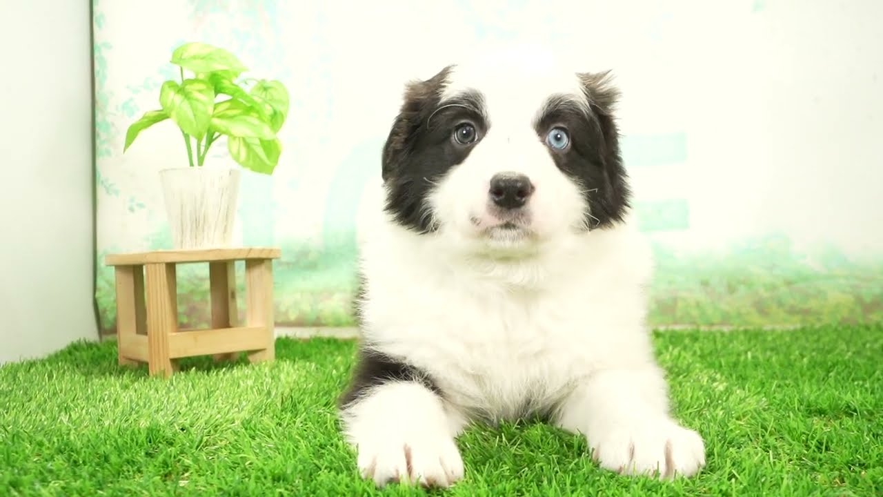 ペットショップcoo&riku No.00743728 ボーダーコリー - YouTube