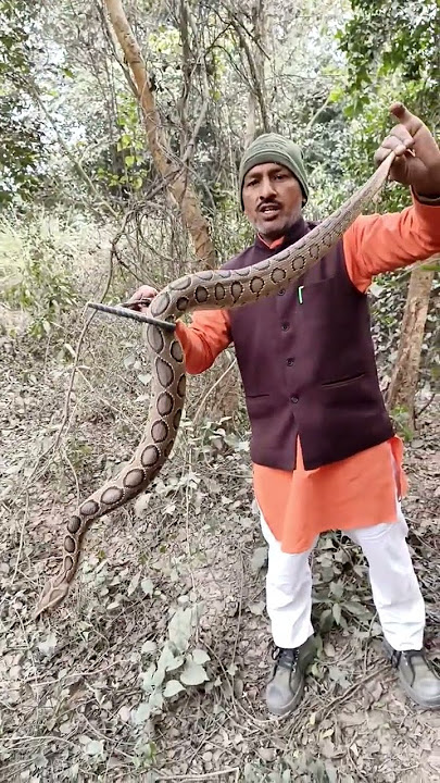 Russell,s Viper venomous snake very big size #snakerescue #snakebait #praveenpanchal #Shorts