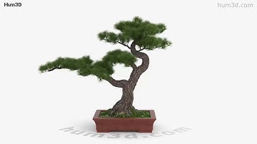 Bonsai Tree 3D model by 3DModels.org