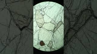 Famous 2162-5 | Clinopyroxene (PPL) Wealth
