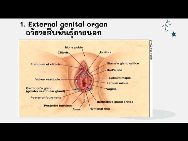 Ona va ogil shisha bilan jinsiy aloqada bolishadi Fisting HDTV