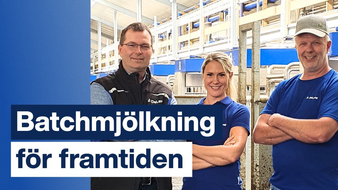 Batchmjölkning med DeLaval VMS V300 på Kvarngården i Halland, Sverige