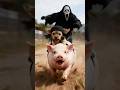 ozzy fugindo encima de um pouco #cachorro #ozzy
