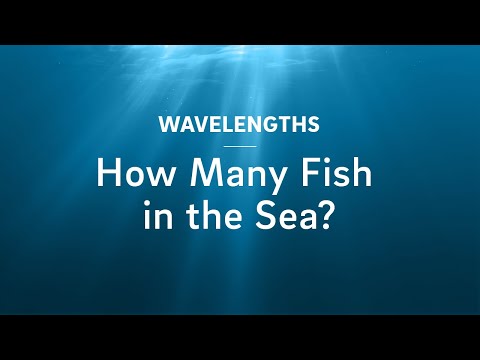 Video: How Many Fish Live