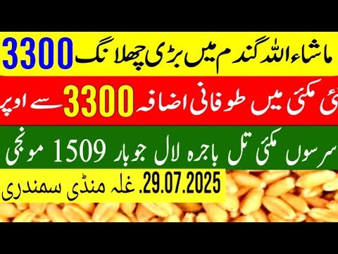 Wheat Support Final Price In Punjab 2025 ll Gundam Rate Today l گندم کا ...