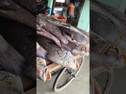 ata ki fish 🐠😲😵 viral fish