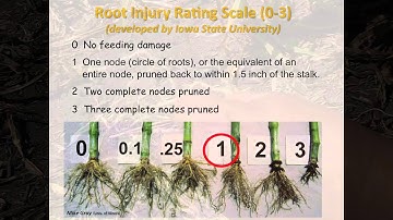 Root Assessment for Corn Rootworm Larval Feeding Injury in Field Corn