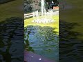 İstanbul Gülhane parkı