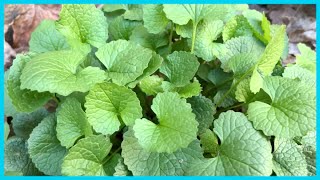 Garlic Mustard - Invasive Early Spring Edible (Identification, Edible Parts & Taste Test)