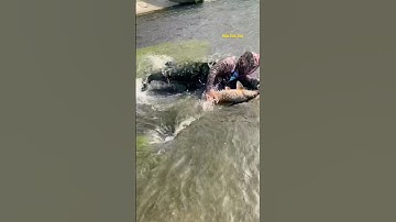 Cá Lớn - vật lộn với Chép Khủng ẩn nấp và cái kết 🤣 #khacthuyvlogg