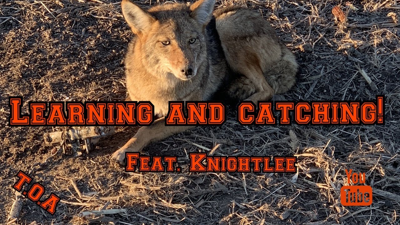 Learning and Catching! Feat. Knightlee