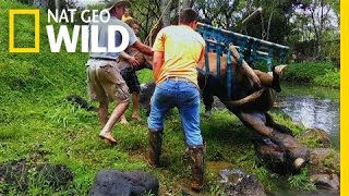 Meet the Barefoot Vet | Aloha Vet