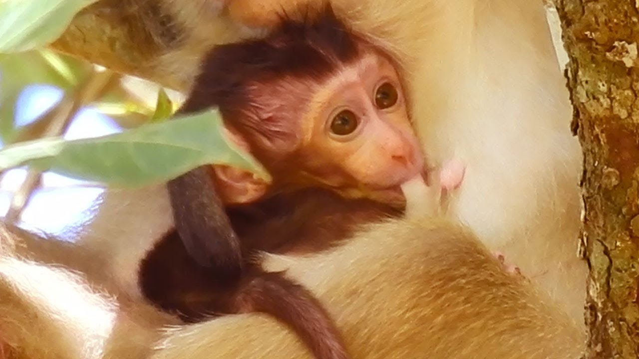 Very Long Tree, Baby REX So Scary Of Falling Down, Hugging Mom Firmly, ROSE Like Staying On Long Tre