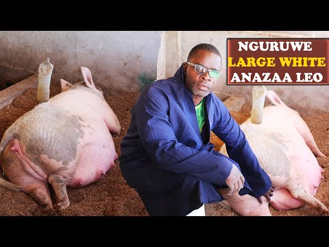 Video: Wakati wa ufugaji wa biofortification kwa ajili ya kuboresha ubora wa lishe?
