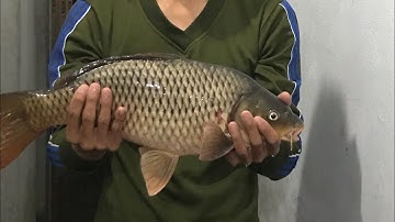 Cách ủ ngô ngọt câu cá chép, cá trắm cỏ tự nhiên và dịch vụ