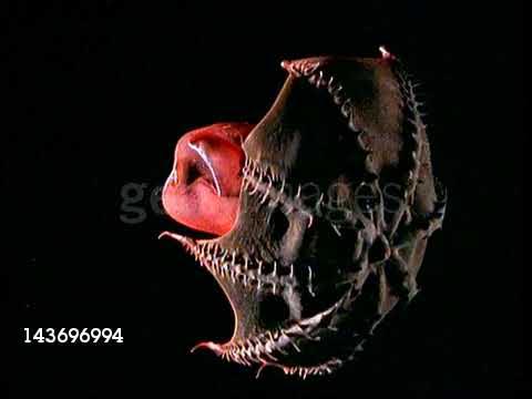 vampire squid - YouTube