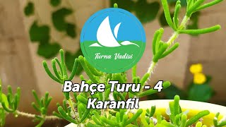 Turna Vadisi - Bahçe Turu 4 - Karanfil