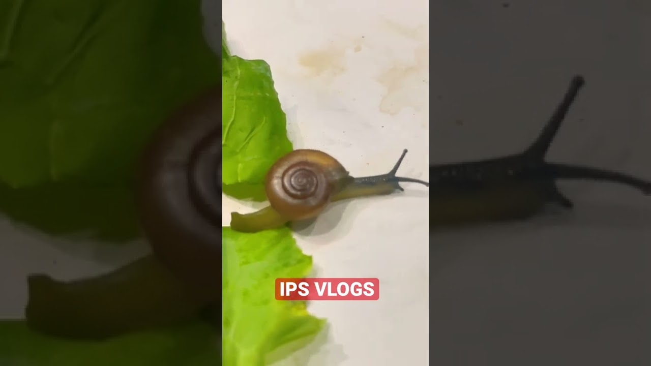 🐌 SNAIL: New Guest in Home 🏡 