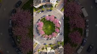Rush 585 Woluwe Saint Lambert cherry blossoms