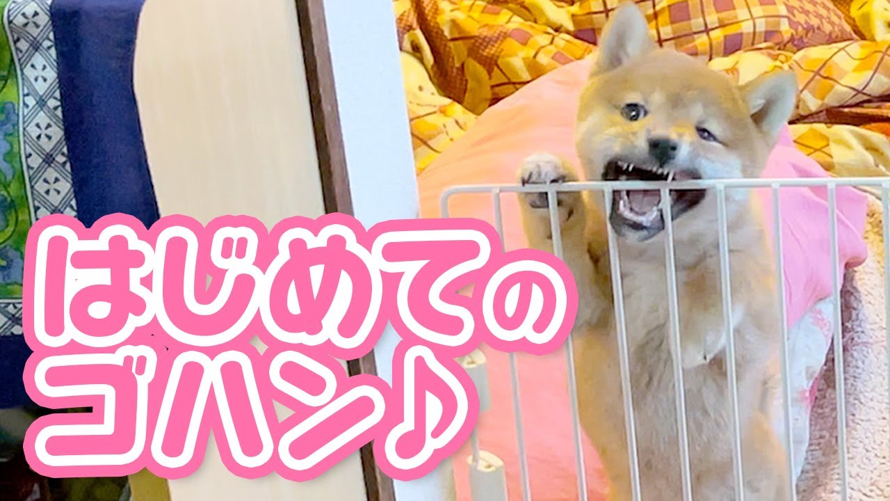 柴犬の子犬（生後50日）にはじめてのごはんをあげました…