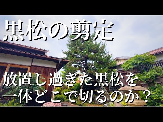 黒松の剪定 #25】放置し過ぎた黒松を一体どこで切るのか？小さくつくり