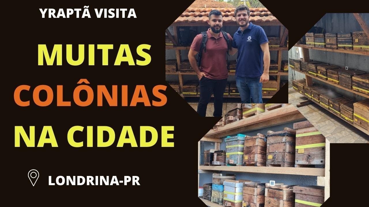 VISITANDO MELIPONÁRIOS - Rodrigo Mantoan (LONDRINA-PR)