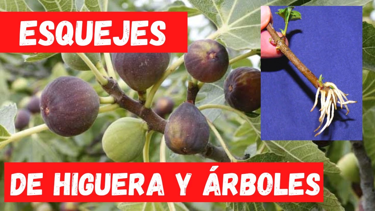 COMO HACER ESQUEJES de HIGUERA. ENRAIZA CUALQUIER PLANTA CON ESTE MÉTODO FÁCIL y RÁPIDO.