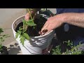 Pat Sullivan's tips for understanding different types of soil