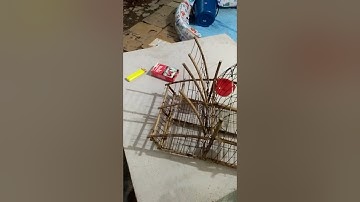 jebak burung serindit