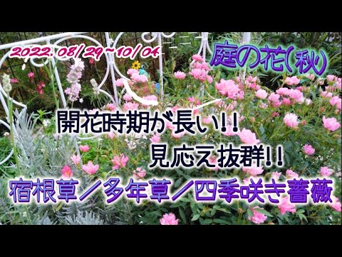 22 晩夏 秋 開花が長い庭の花 宿根草 多年草 バラ科 そろそろ終わりのダリア Long Blooming Garden Flowers Youtube