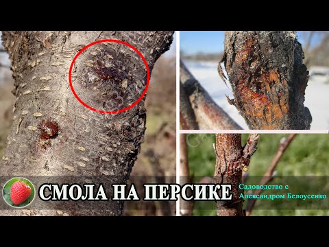 Видео: Можно ли есть персиковую смолу? Что делать с персиковым соком с деревьев