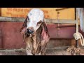 अंनसुया गौधाम में 2 साल में गीर गाय तैयार होती है 😱 (ansuya gaudham manavader Gujrat)