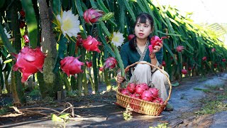 Country girl use dragon fruit to create a variety of Chinese food红彤彤的火龙果挂满枝头，摘一筐做成美味的中国菜｜Lizhangliu