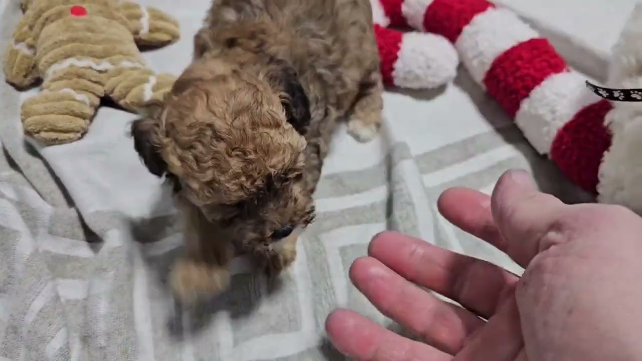 Watch Xmas 🎄 Cavapoo Siblings play.  They are available for adoption. Reserve them Today! D