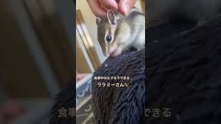 #ペット #シマリス #ペットの暮らし #シマリスのいる生活 #動物 #リス #リスのいる生活 #リスのある暮らし #食事中 #ペットのいる暮らし #リスのある暮らし