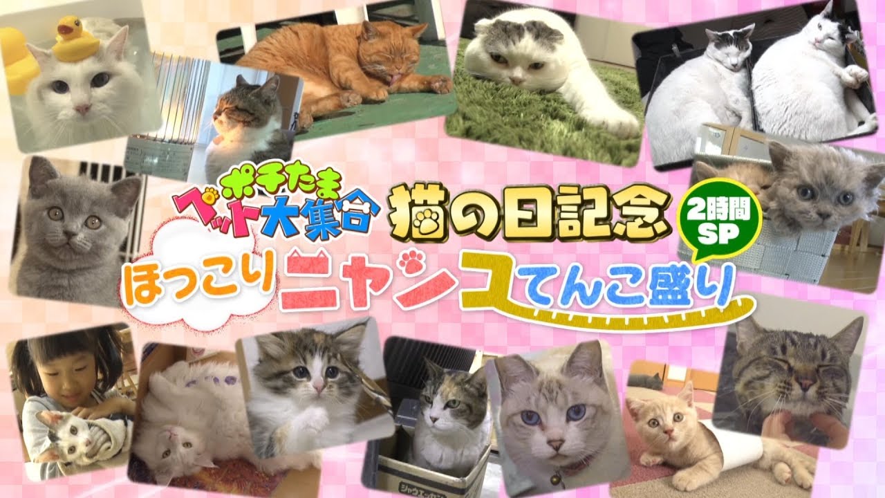 ポチたまペット大集合 ほっこりニャンコてんこ盛り２時間ｓｐ ｂｓテレ東 Youtube